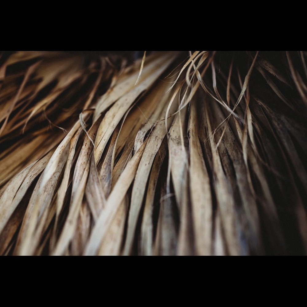 Palms
